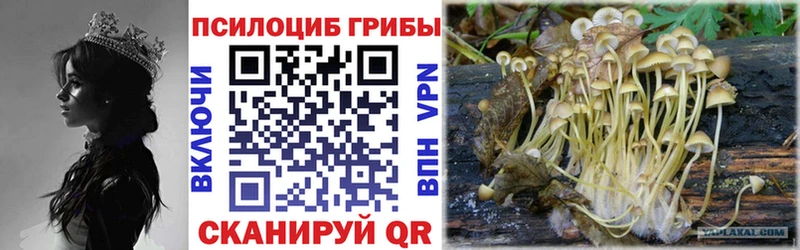 hydra зеркало  сколько стоит  Курган  Псилоцибиновые грибы Magic Shrooms 