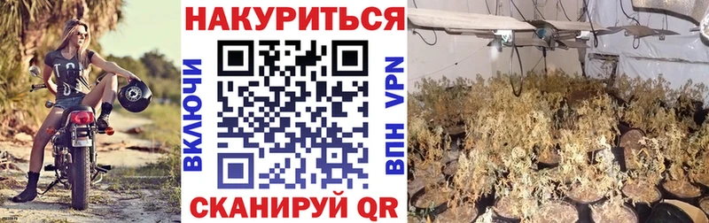 darknet официальный сайт  Курган  Конопля VHQ 